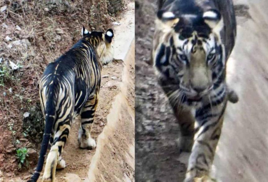 2020年8月,一位业余摄影师碰巧在那里拍到一只黑虎的照片,当时也引起