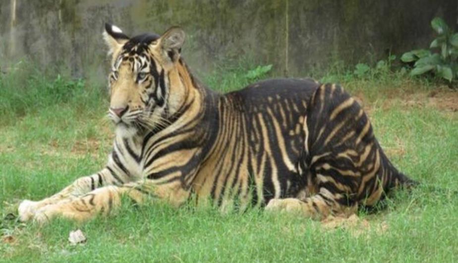 印度摄影师拍到罕见的野生黑虎独特毛色的成因又与人类有关