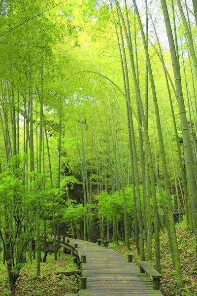 竹林的美景