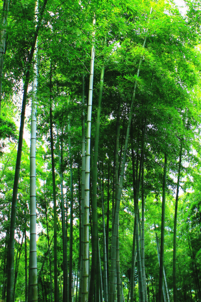 竹林的美景