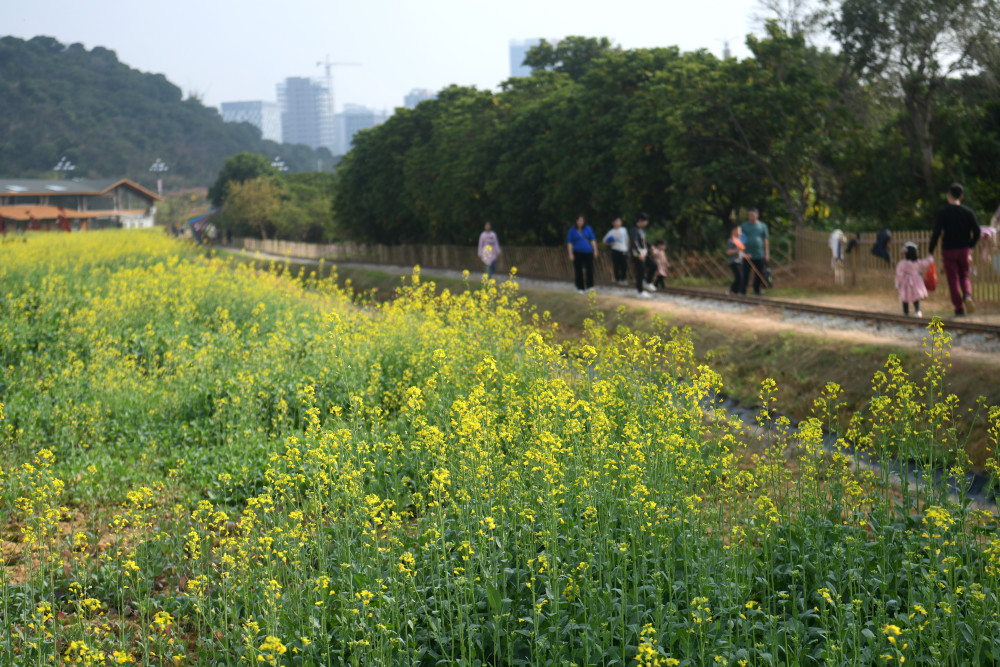 黄埔区长岭现代农业公园:赏油菜花广州过年,市民游客可以选择到人少花