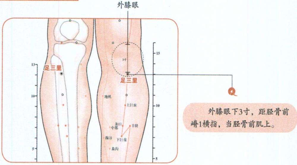 足三里穴位大概位置示意图膏肓,气海和足三里三穴临床均可选用艾条