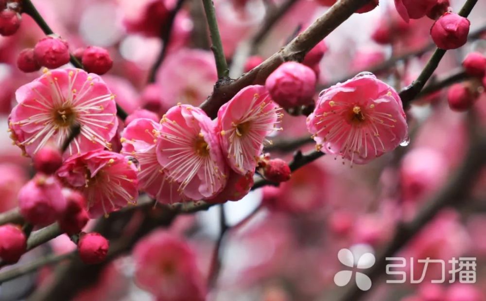 雨花胜境雨花胜境梅花已强势上线,微风拂过,花影婆娑,暗香浮动,恍若仙