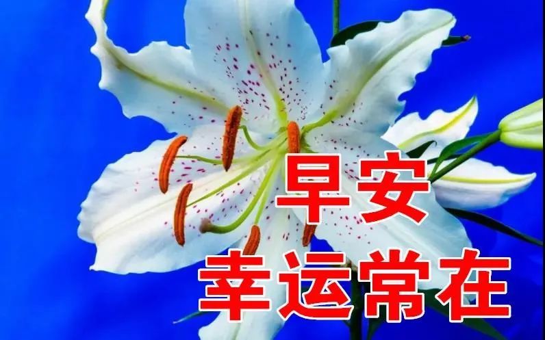 2月4日大年初四最漂亮早上好表情图片大全虎年早晨好鲜花美图大全