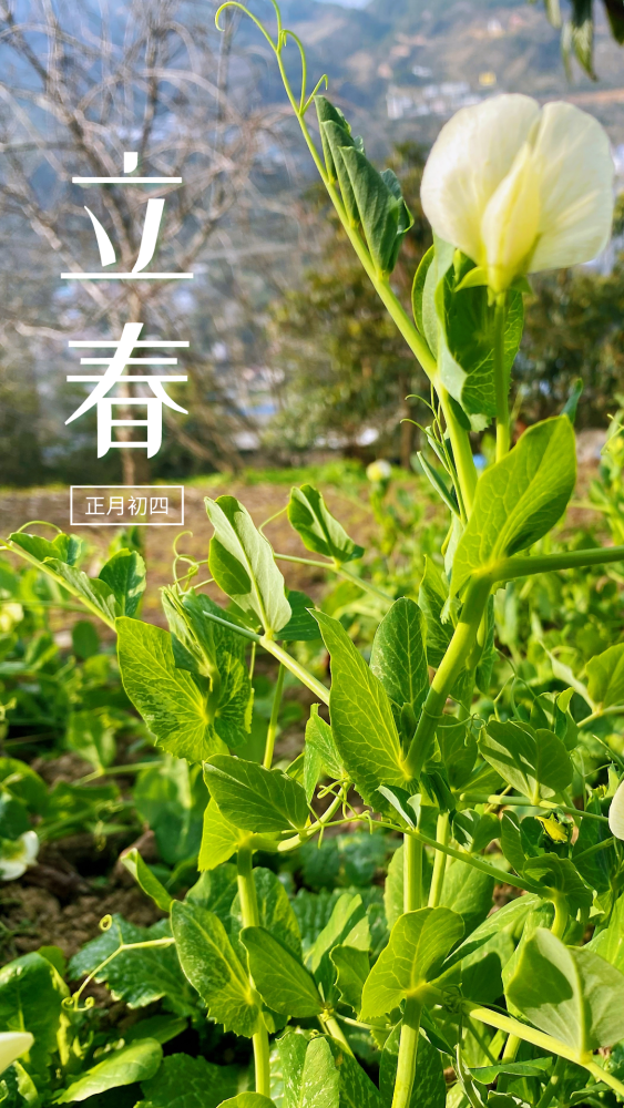 今日立春看村儿里的美景