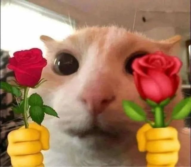 猫猫拿玫瑰花表情包