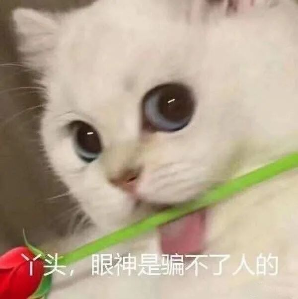 猫猫拿玫瑰花表情包