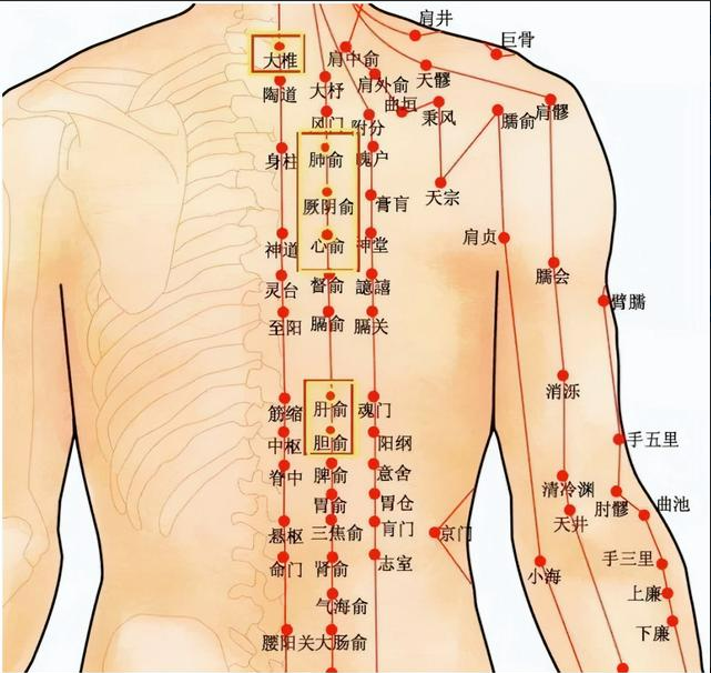 身体后背的这些经络你都知道吗内脏有病后背先知快来试试