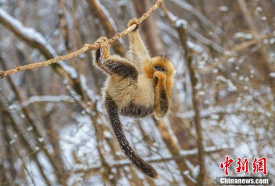 川金丝猴萌态十足雪中嬉戏惹人爱