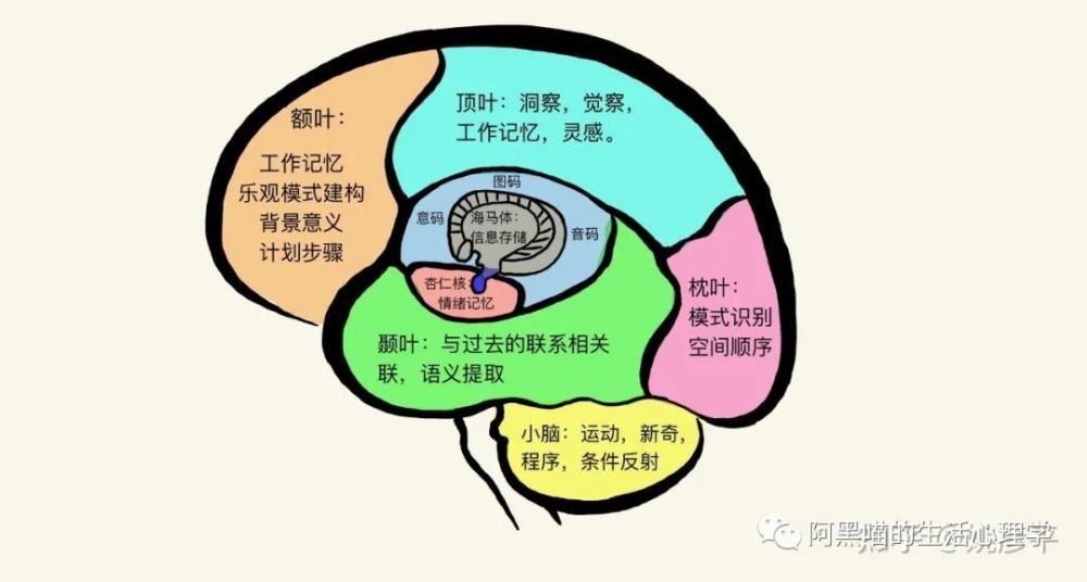 颞叶:在大脑半球的外部 顶叶:在大脑顶部 额叶:在大脑顶部.