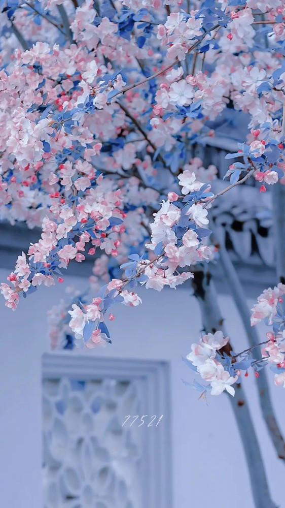 海棠花壁纸