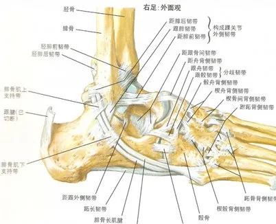 也就是胫腓韧带(又称下胫腓韧带)主要是起到保持距小腿关节的稳定作用