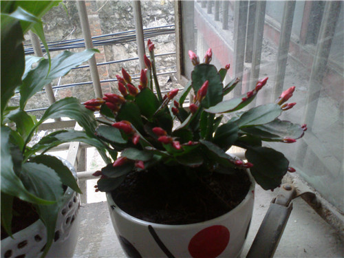 植物—仙人掌