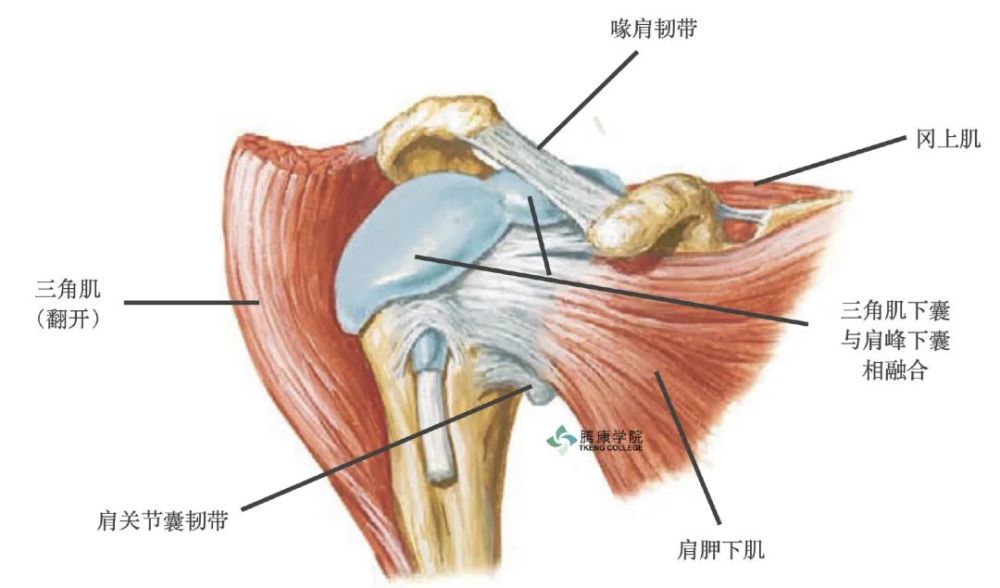 这个关节由旋转肌袖,喙肩弓,肩峰下滑囊,大结节组成,是一个功能的关节