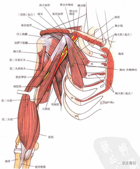 喙肱肌与肱二头肌短头均起自喙突,并且都由肌皮神经支配.