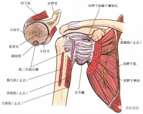 图1-24纤维关节囊在肱骨颈的边缘止于肱骨,从下方检查其在关节边缘的