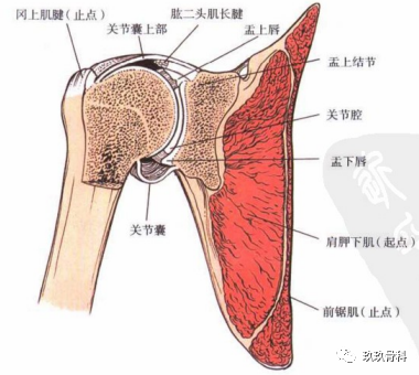 图文详解肩关节前侧入路的应用解剖