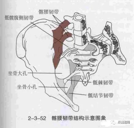 髂腰韧带损伤的临床诊断治疗思路