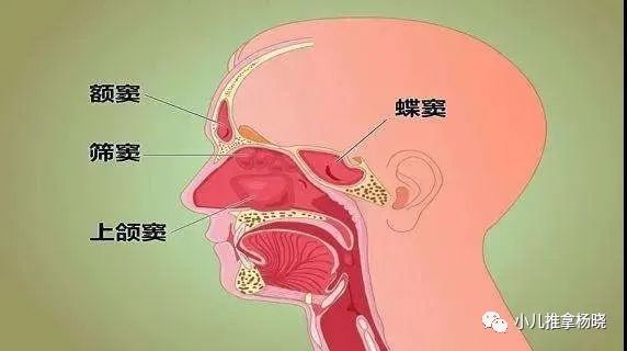 小儿推拿杨晓鼻窦炎是怎么回事儿童鼻窦炎的中西医治疗及预防