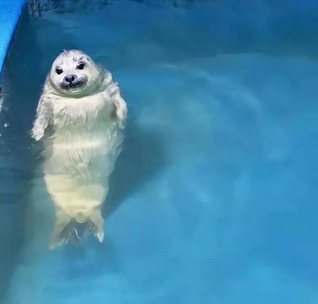 新春豹喜青岛水族馆可爱的斑海豹宝宝诞生啦