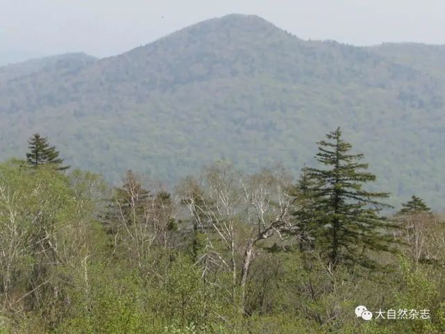 东北虎野外考察纪实