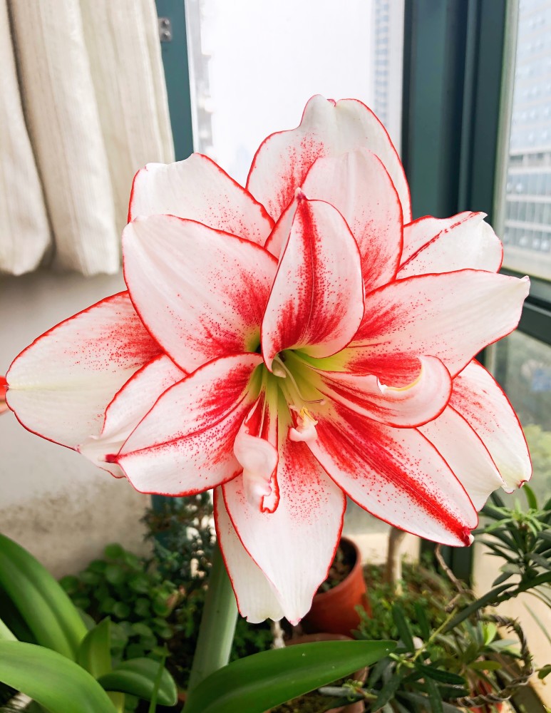 朱顶红界的仙女精灵又美又仙每年开花多次新手也能养