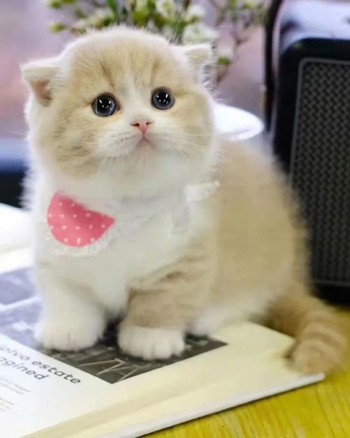 好萌的猫猫一个个的无辜小脸