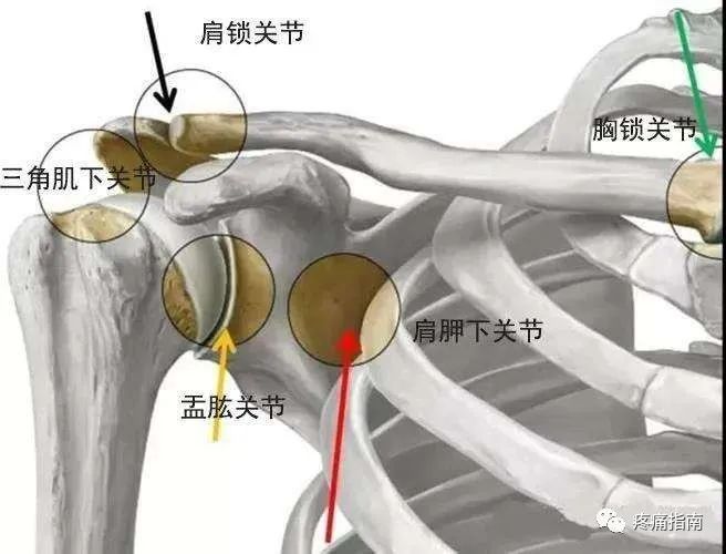 a病侧肩正位肩峰与肱骨头之间间隙>14mm,肩胛胸壁间关节喙锁关节胸锁