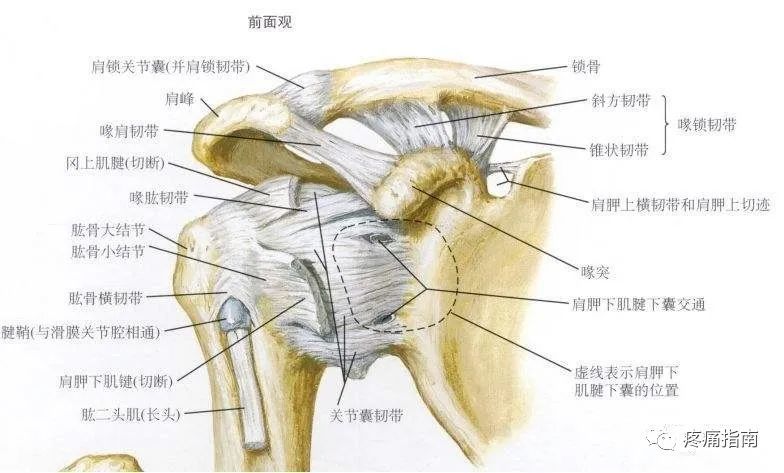 肩关节骨骼结构肩胛胸壁间关节喙锁关节胸锁关节肩锁关节盂肱关节(属