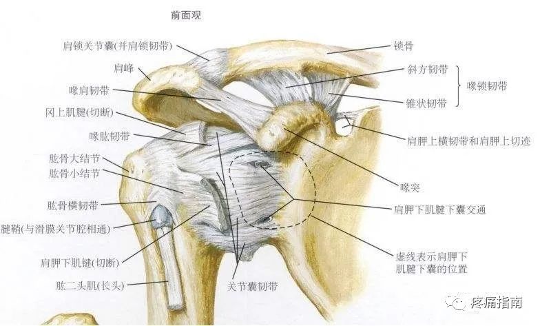 韧带:肩关节骨骼结构肩胛胸壁间关节喙锁关节胸锁关节肩锁关节盂肱