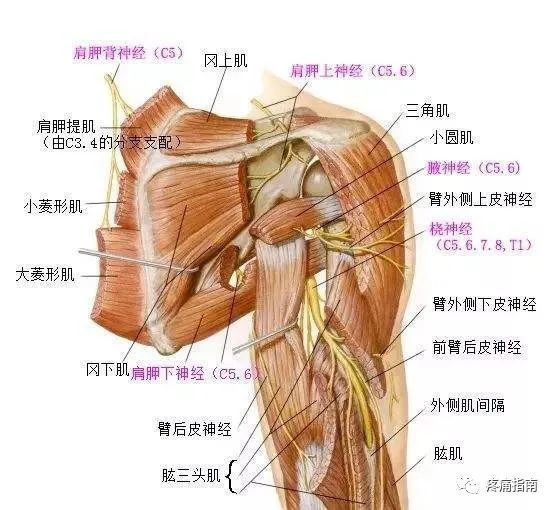 肩关节半脱位