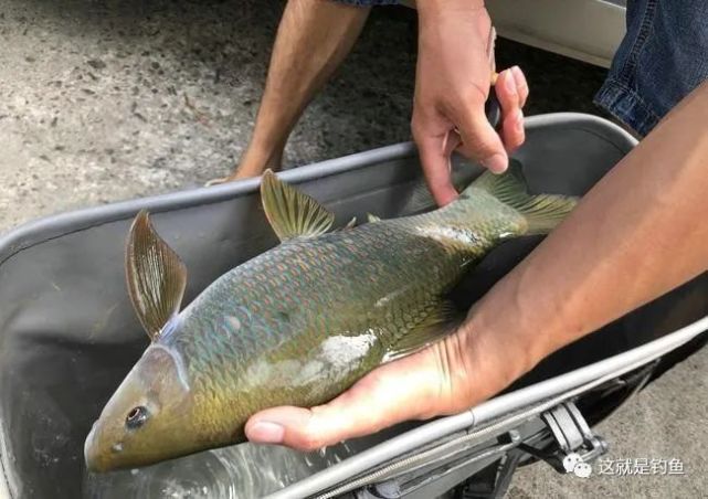 鳞片散发着金属光泽的鱼华鲮