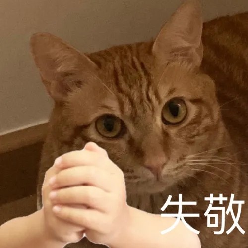 表情包橘猫表情包20期