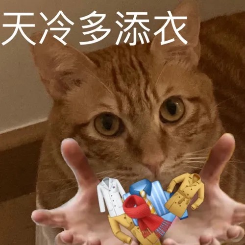 表情包橘猫表情包20期