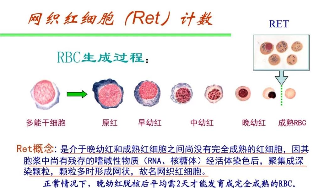 reticulocyte,ret)介于幼红细胞和成熟红细胞之间,是晚幼红细胞脱核后