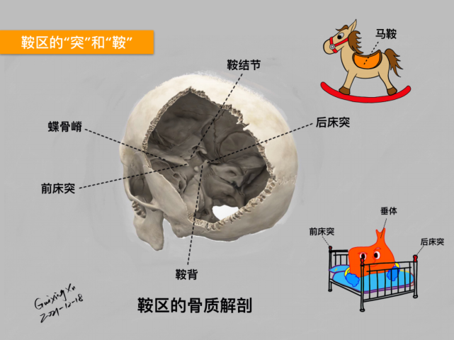 徐桂兴|颅脑解剖手绘(最新作品)