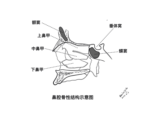 鞍区的精细解剖,鼻腔骨性结构,蝶鞍-垂体窝,蝶骨,willis 环,海绵窦