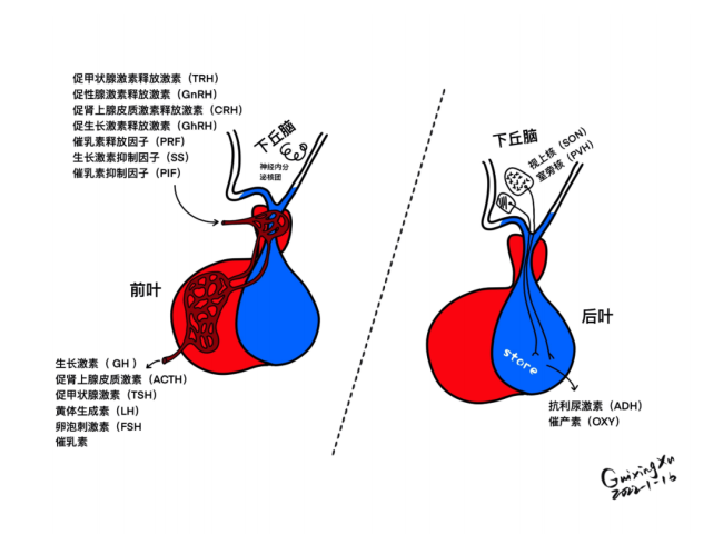 鞍区的精细解剖,鼻腔骨性结构,蝶鞍-垂体窝,蝶骨,willis 环,海绵窦