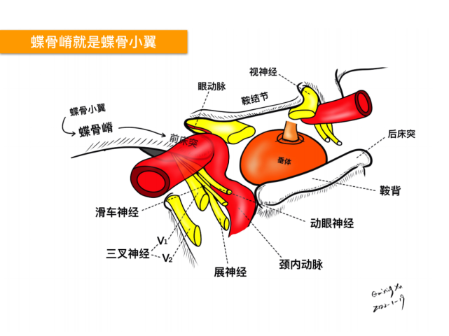 徐桂兴|颅脑解剖手绘(最新作品)