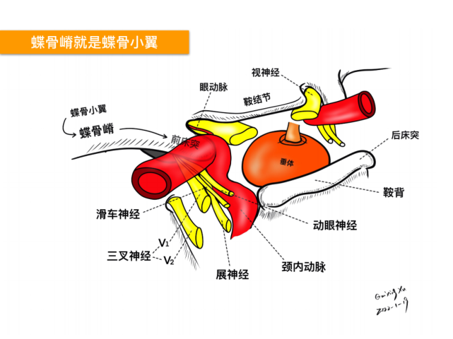 鞍区的精细解剖,鼻腔骨性结构,蝶鞍-垂体窝,蝶骨,willis 环,海绵窦