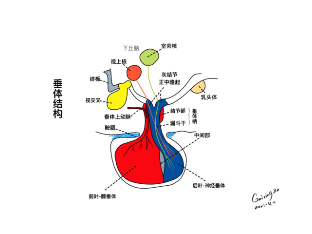 鞍区的精细解剖,鼻腔骨性结构,蝶鞍-垂体窝,蝶骨,willis 环,海绵窦