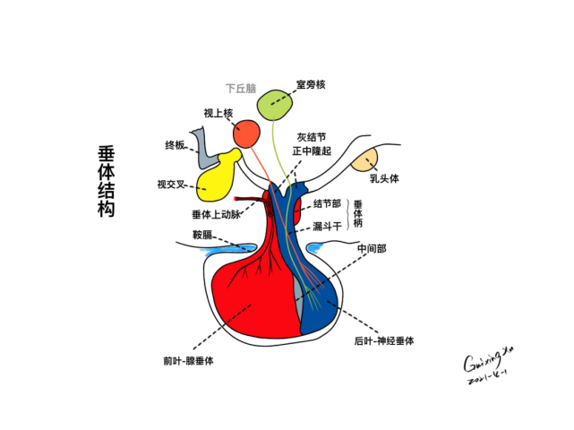 此篇主要讲解鞍区的重要性,鞍区的精细解剖,鼻腔骨性结构,蝶鞍-垂体窝