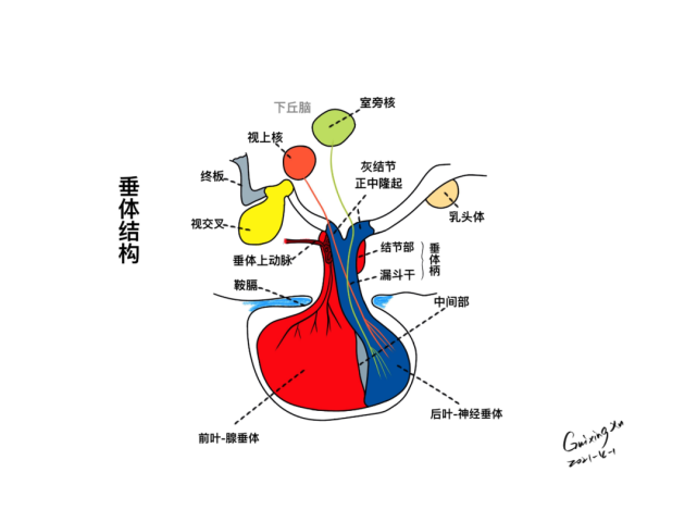 徐桂兴|颅脑解剖手绘(最新作品)