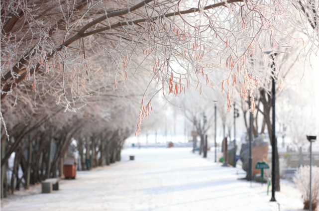 瑞雪兆丰年丨飞雪带春风 素雪覆玉门