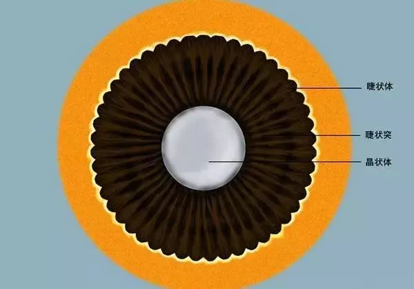 最完整,最有用的眼睛基础解剖图,值得收藏!