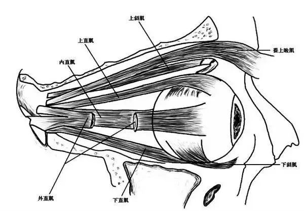 最完整,最有用的眼睛基础解剖图,值得收藏!