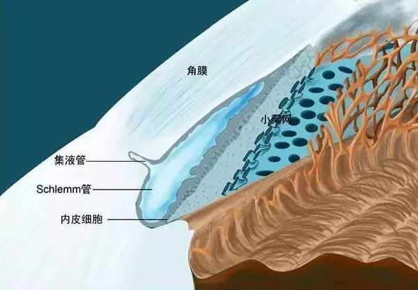 20张精选眼科基础解剖图值得收藏