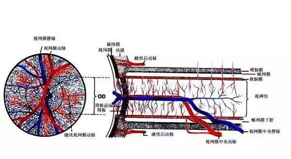 视网膜与视神经的血液供应(横截面图)视网膜的结构显微截面图视网膜