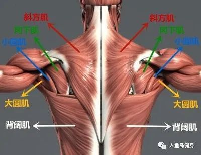 当你练背时,也应该把背部的其它肌肉作为目标肌群,包括斜方肌的中下部