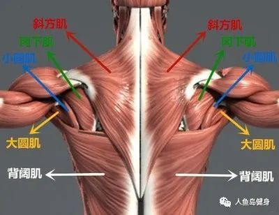 也应该把背部的其它肌肉作为目标肌群,包括斜方肌的中下部,菱形肌